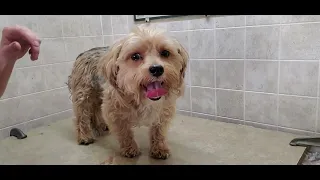 How to groom a Morkie (Maltese/Yorkshire Terrier), full grooming transformation, #5 body, mullet