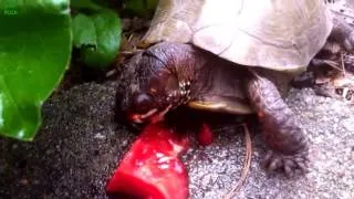 Animals Eating Watermelon Compilation