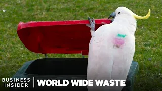 How Cockatoos Outsmart Humans To Open Trash Bins | World Wide Waste | Insider Business