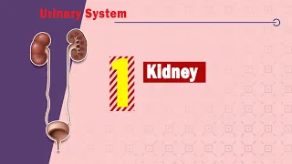 01. Kidney