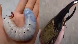 Hercules Beetle Amazing Transformation | The Dodo