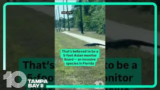 Asian monitor lizard seen walking along Florida sidewalk