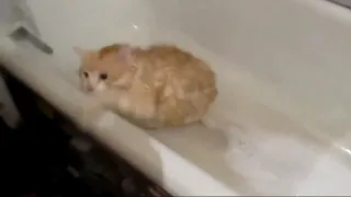Шок кот по имени Димон не может вылезти из ванны