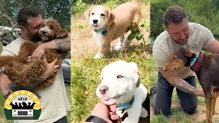 Fostering 12 (!!) adorable dogs straight from Texas | The Asher House