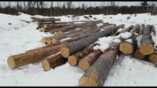 БРЁВНА КЕЛО. СУХОСТОЙНАЯ СЕВЕРНАЯ СОСНА КЕЛО