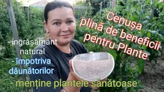 Cenușă împotriva dăunătorilor , al bolilor dar și îngrășământ natural pentru Plante