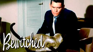 Darrin Is Followed By A Strange Cat | Bewitched