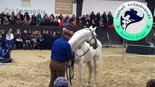 MONTY ROBERTS in Darmstadt