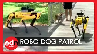 Robot Dog Patrols Singapore to Enforce Social Distancing