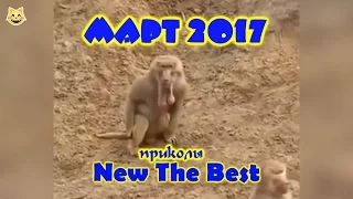 МАРТ ПРИКОЛЫ 2017 THE BEST Лучшая Подборка Приколов #8 Угарные КОТАНЫ, Обезьянки