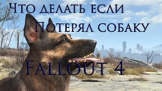 Что делать если потерял собаку в Fallout 4?