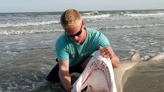 Jaws of a sand tiger shark caught shark fishing charleston south carolina