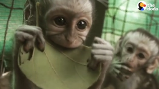 Orphaned Vervet Monkeys Love Their New Life | The Dodo