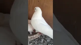Wehshi pigeons | Pure Sialkoti Wehshi Kabootar || Sialkoti kabootar😎