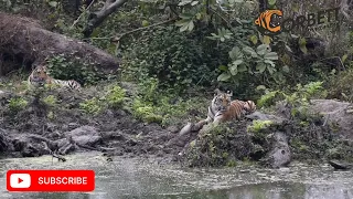 Tigress Cubs | Jungle Safari | Corbett National Park, India