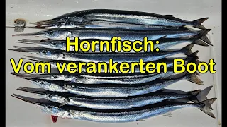 Hornfisch vom verankerten Boot - Naturköder treibend, erfolgreich anbieten.