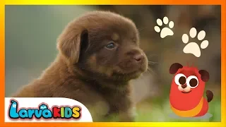 [NEW!] animal song | kids song | ANIMAL FRIENDS | larva kids | live action