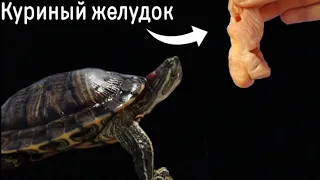 ЧТО ЕСЛИ ЧЕРЕПАХЕ ДАТЬ КУРИНЫЙ ЖЕЛУДОК? **Красноухие черепахи!**