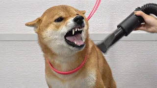 Crazy Shiba Inu won battle against groomer