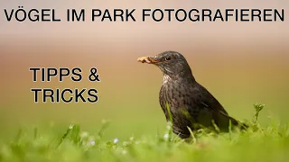 Vögel im Park fotografieren - Tipps und Tricks