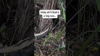 I saw something in the bushes…