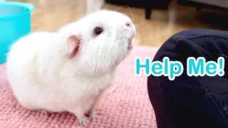 5 Signs Your Guinea Pig Is Begging For Help