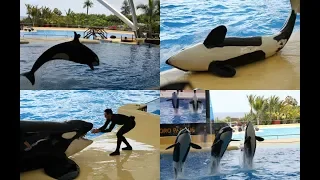 ТЕНЕРИФЕ - Лоро Парк ! Шоу касаток 1. Loro Park - Show of grampus (killer whales)