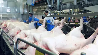 Million Dollars Pig Raising Farm - Modern Pig Slaughter Factory - Pork & Sausage Processing Line
