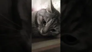 Сёма спит на шкафу🐱😱