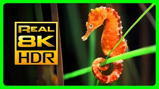 Incredible Seahorse Aquarium in 8K HDR - Soothing & Relaxing Music - Relaxing Tv Art Screensaver