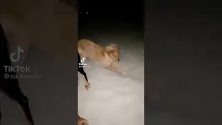 Sassy dog digging in the sand