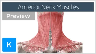 Anterior neck muscles (preview) - Human Anatomy | Kenhub