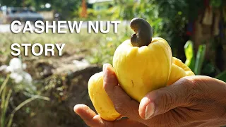 Where Do Cashew nuts Come From?