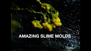 Slime Mold Time lapse