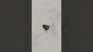 so unique color change by this beetle #shorts #viral #funny #fun #colourful  #beetle #comedy#yt#new