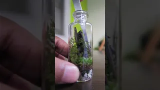 Miniature Terrarium #Shorts