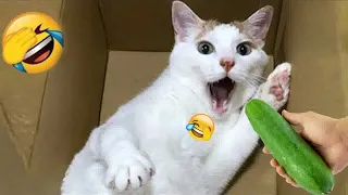 New Funny Animals 2024 🤣 Funniest Dogs and Cats 😻🐶