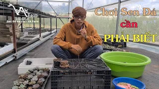 4 Điều Cần Biết Khi Mới Chơi Sen Đá - VA Farm