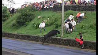 Ganadaria ER - Terreiro Santo Vila Nova 2022 - Ilha Terceira - Açores - Portugal