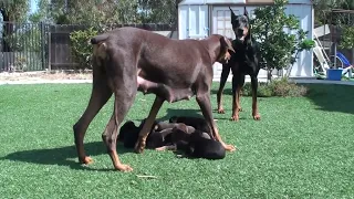 Doberman mom keeping daddy away from their 4 week old pups.  He is a good Dad, just curious.