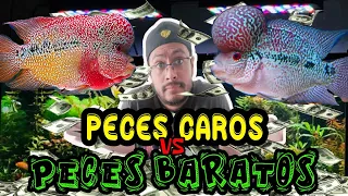 Diferencia entre peces caros y baratos (LA VERDAD)