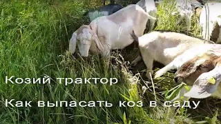 Козий трактор - как не дать козам съесть ваш сад