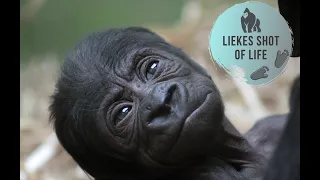 GORILLA BABY 'V' AT 5 DAYS OLD