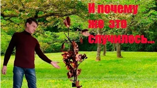 Попробуйте сделать посадку хурмы успешной.