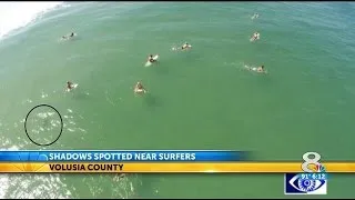 Clueless swimmers have near-miss with shark off Florida beach