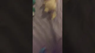 Pikachu his funeral