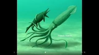 Colossal squid vs other large cephalopods