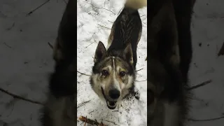 Західно-Сибірські лайки.!! 🐾