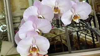 Самые нежные и невесомые орхидеи в моей коллекции! Невероятные облачно-розовые сорта.