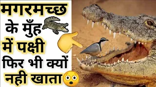 मगरमच्छ crocodile 🐊 के मुँह में Bird 😲 फिर भी उसे खाता क्यों नही है 🤔#shorts #factzilla #factszilla